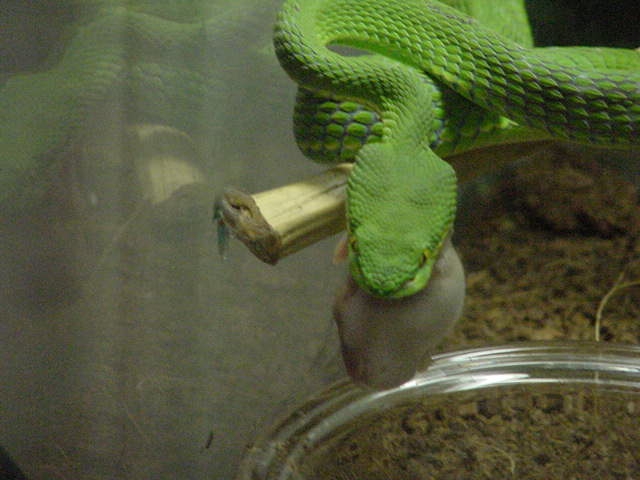 feeding 02-11-06.JPG [144 Kb]